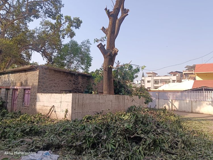 अकलूज शहरात खुलेआम झाडाची कत्तल नगरपरिषदेकडून अर्थपूर्ण व्यवहार झाल्याची नागरिकांतून चर्चा